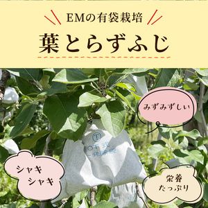 りんご 【 4月発送 】 贈答用 EM 葉取らず ふじ 約 5kg ( 有袋栽培 CA貯蔵 ) 【 弘前市産 青森りんご 】リンゴ 果物 青森 弘前 贈答【 果物類 林檎  】