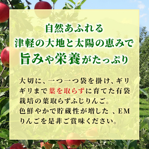 りんご 【 4月発送 】 贈答用 EM 葉取らず ふじ 約 5kg ( 有袋栽培 CA貯蔵 ) 【 弘前市産 青森りんご 】リンゴ 果物 青森 弘前 贈答【 果物類 林檎  】