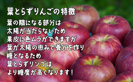 1月発送 家庭用 葉とらず サンふじ 約5kg【弘前市産・青森りんご】