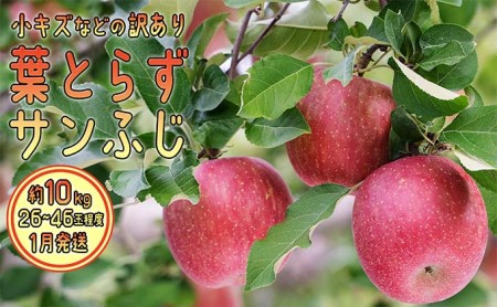 りんご 【 1月発送 】 訳あり 葉とらず サンふじ 約 10kg 【 弘前市産 青森りんご  果物類 林檎 リンゴ  】