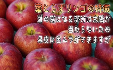 りんご 【 1月発送 】 訳あり 葉とらず サンふじ 約 10kg 【 弘前市産 青森りんご  果物類 林檎 リンゴ  】