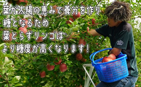 りんご 【 1月発送 】 訳あり 葉とらず サンふじ 約 10kg 【 弘前市産 青森りんご  果物類 林檎 リンゴ  】