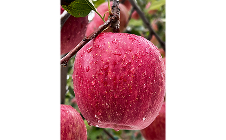 小山内農園　厳選ブレンド丸絞り完熟りんごジュース1L×6本【弘前市産・青森りんご】