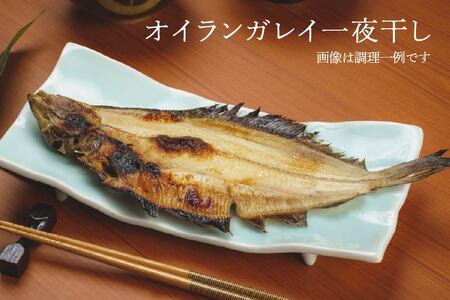厳選 干物 セット イカ 鯖 真ホッケ オイランガレイ 一夜干し　