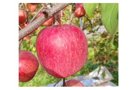 12月中にお届け！青森県産 サンふじ・王林詰合せ 3kg りんご 年内配送 家庭用 贈答用