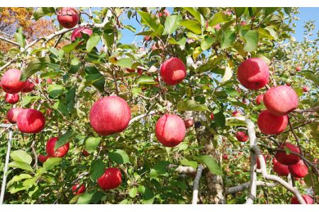 12月中にお届け！青森県産 サンふじ・王林詰合せ 3kg りんご 年内配送 家庭用 贈答用