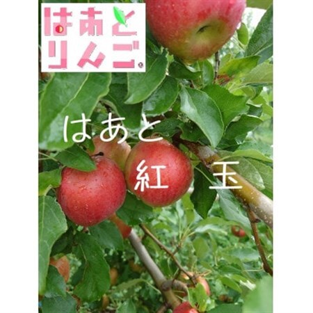 青森県産りんご　’はあと’紅玉　3K箱_果物・フルーツ りんご  リンゴ 林檎_【1425256】