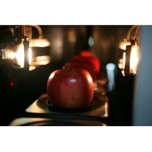 【2025年11月上旬～発送開始】シナノスイート　訳ありりんご　12～23個入　約5Kg_果物・フルーツ りんご  リンゴ 林檎_【配送不可地域：離島】【1506696】