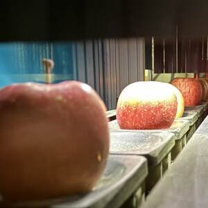 令和7年10月～順次発送　酸味ですっきり　訳ありサンジョナゴールド　10kg(26～40個入)_果物・フルーツ りんご  リンゴ 林檎_【配送不可地域：離島・沖縄県】【1495743】