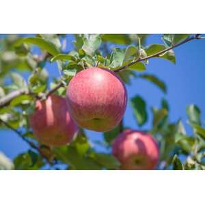 【訳あり品】サンふじ　3kg(7～12個入)　令和7年11月～随時発送_果物・フルーツ りんご  リンゴ 林檎_【1519575】