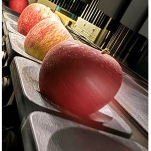 【訳あり品】サンふじ　3kg(7～12個入)　令和7年11月～随時発送_果物・フルーツ りんご  リンゴ 林檎_【1519575】