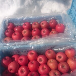青森県黒石産雪中貯蔵サンふじ家庭用約5kg_果物・フルーツ りんご  リンゴ 林檎_【配送不可地域：離島】【1386959】