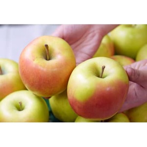 【26年1月より順次発送】平均糖度13度以上! ぐんま名月 約5kg 訳あり_果物・フルーツ りんご リンゴ 林檎_【配送不可地域:沖縄県】【1610367】