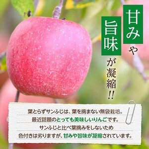 【26年2月～3月出荷予定】平均糖度13度以上! 葉とらずサンふじ 約5kg 訳あり_果物・フルーツ りんご  リンゴ 林檎_【配送不可地域：沖縄県】【1611283】