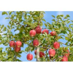 紅玉 約10kg 訳あり_果物・フルーツ りんご リンゴ 林檎_【配送不可地域:沖縄県】【1611346】