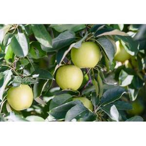 【26年6月より順次発送】平均糖度13度以上! 王林 約10kg 訳あり  クール便_果物・フルーツ りんご  リンゴ 林檎_【配送不可地域：離島・沖縄県】【1611818】