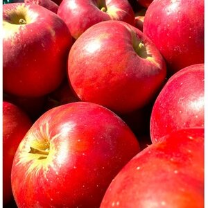 【26年4月より順次発送】 紅玉 約10kg 訳あり  クール便_果物・フルーツ りんご  リンゴ 林檎_【配送不可地域：離島・沖縄県】【1611868】