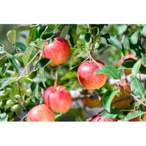 【26年5月出荷予定】平均糖度13度以上! 有袋ふじ 約10kg おもてなし用 CA貯蔵 クール便_果物・フルーツ りんご  リンゴ 林檎_【配送不可地域：離島・沖縄県】【1613256】