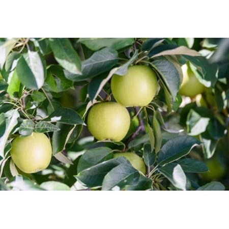 【26年6月より順次発送】平均糖度13度以上! シナノゴールド 約10kg 訳あり  クール便【配送不可地域：離島・沖縄県】【1610025】