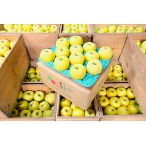 平均糖度13度以上! シナノゴールド 約10kg おもてなし用【配送不可地域:沖縄県】【1610220】