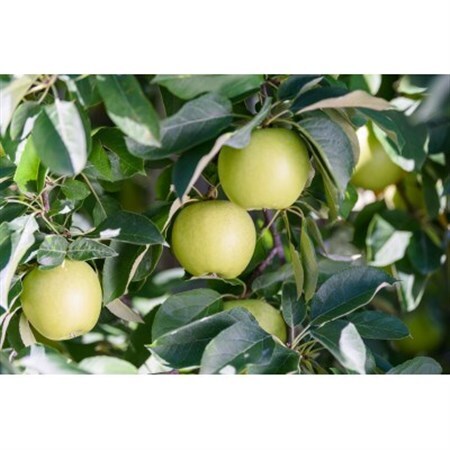 【26年8月下旬より順次発送】平均糖度12度以上! 黄王 約10kg 訳あり  クール便　青森りんご【配送不可地域：離島・沖縄県】【1611781】