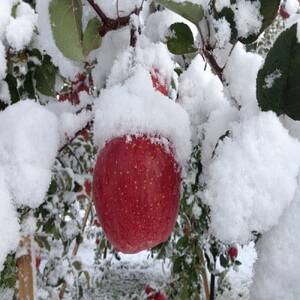 りんごと言えば、本場青森県産サンふじ　贈答用　約3kg　9個前後入り　農家直送　蜜入り期待大!【配送不可地域：離島】【1654735】