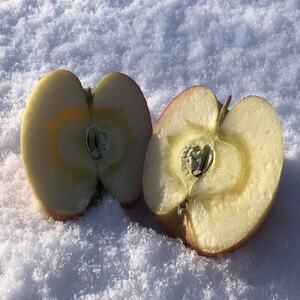 りんごと言えば、本場青森県産サンふじ　贈答用　約3kg　9個前後入り　農家直送　蜜入り期待大!【配送不可地域：離島】【1654735】