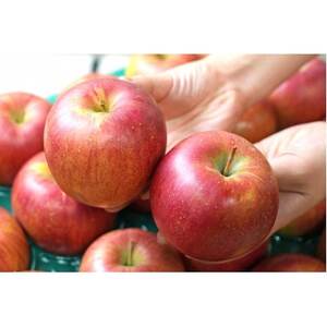 【26年1月より順次発送】糖度13度以上保証!シナノスイートおもてなし用約3kg(6～18玉)【配送不可地域：離島・沖縄県】【1682753】