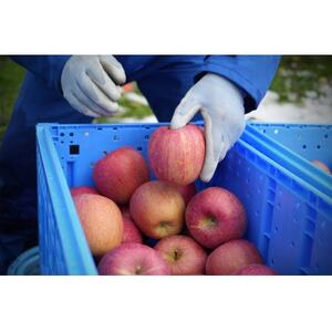 【26年1月~2月発送予定】糖度13度以上保証!サンふじ約3kg(6~18玉) 訳あり【配送不可地域:離島・沖縄県】【1682756】