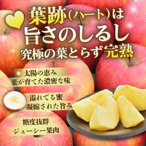 【4月出荷予定】平均糖度13度以上! 葉とらずサンふじ 約5kg 訳あり クール便 青森県産りんご【配送不可地域：離島・沖縄県】【1717798】