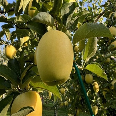 蔵出し春りんご シナノゴールド 約3キロ パリッと食感に、マイルドな酸味 農家直送青森りんご 【配送不可地域:離島】【1721057】