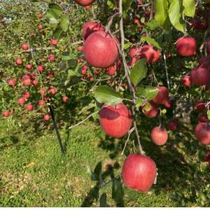 SevenApple木村農園から直送　樹上完熟さんふじ10kg_果物・フルーツ りんご  リンゴ 林檎_【1422346】