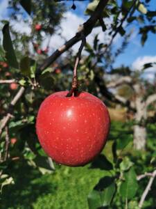 【ふるなび限定】【2025年12月下旬発送】 【訳あり】 りんご 約3kg サンふじ 〈樹上完熟〉 青森産　FN-Limited-SP