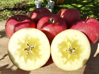 【ふるなび限定】りんご【2026年1月下旬発送】サンふじ約5kg【家庭用】青森 FN-Limited-SP