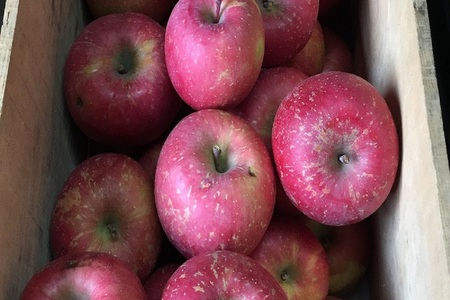 訳ありりんご　【2026年1月下旬発送】サンふじ約5kg_青森県五所川原市_さとうりんご園