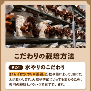 きくらげ　1kg【10月より発送】 (500g×2袋) 国産生キクラゲ木耳青森県五所川原市