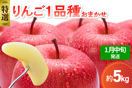 【2026年1月中旬発送】 【特選】 旬の美味しい りんご 約5kg 青森産 【おまかせ1品種】