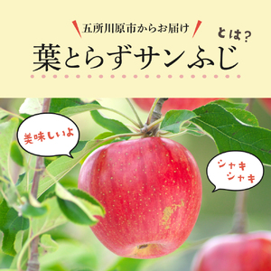 【2024年12月後半発送】【訳あり】 りんご 約10kg サンふじ 葉とらず 青森産