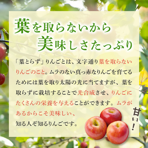 【2024年12月後半発送】【訳あり】 りんご 約10kg サンふじ 葉とらず 青森産