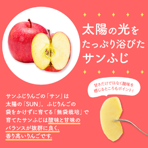 【2026年2月中旬発送】 【訳あり】 りんご 約10kg サンふじ 青森産