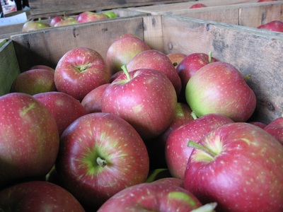 【2026年2月下旬発送】 【訳あり】 りんご 約10kg サンふじ 青森産