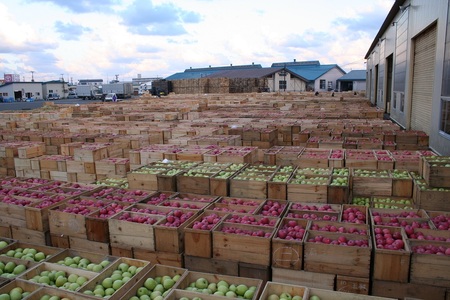 【2025年3月上旬発送】 【訳あり】 りんご 約10kg サンふじ 青森産