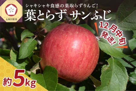 【2024年12月中旬発送】りんご葉とらずサンふじ5kg