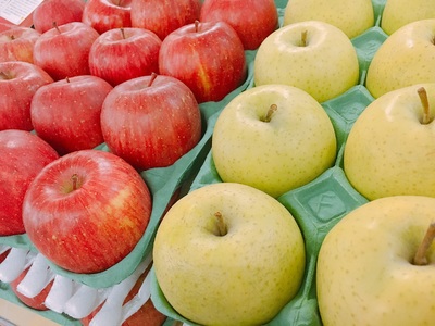 【2026年3月上旬発送】 【訳あり】 りんご 15kg 詰め合わせ 計2種(サンふじ と 他1種) 不揃い フルーツ 家庭用