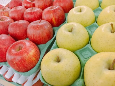 【2026年1月中旬発送】 りんご 5kg サンふじ 王林 他 紅白 詰め合わせ 青森