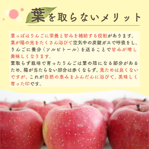 【2025年2月上旬発送】 りんご 10kg サンふじ 葉とらず 青森