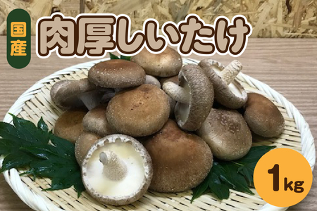 しいたけ　1kg(500g×2袋)【11月より順次発送】国産肉厚青森きのこ