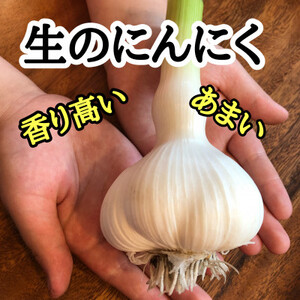 【月500箱売れた】食べなきゃ損!人生に一度は食べてみたい掘りたて青森産「生」にんにく大玉500g【配送不可地域：離島】【1506151】