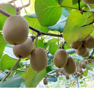 青森県十和田市産　キウイフルーツ3種セット【配送不可地域：離島】【1574960】