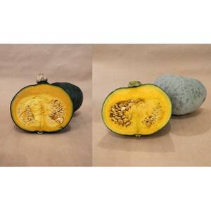 かぼちゃセット　合計約7kg(青森県十和田市産) 　メルヘン、雪化粧【配送不可地域：離島】【1562549】